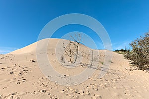 Pine buried by the dune