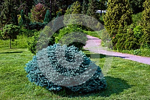 Pine bushes and trees in a park area with a green lawn and a dirt path.