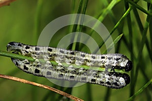 Pine caterpillar