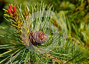 Pine cedar cone on a green tree branch on a sunny day