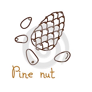 Pine or cedar nut hand drawn graphics element for packaging design of nuts and seeds or snack. Vector illustration in