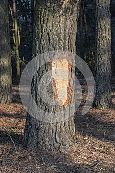 Pine with chopped bark man vandal in the forest.