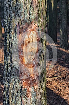 Pine with chopped bark man vandal in the forest