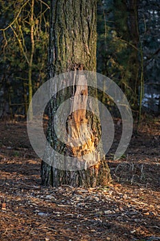 Pine with chopped bark man vandal in the forest