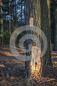 Pine with chopped bark man vandal in the forest