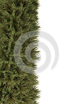Pine christmas tree