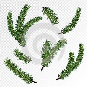 Pine Christmas tree branches for winter holiday decoration. Big vector stock set of realistic spruce, fir tree branches