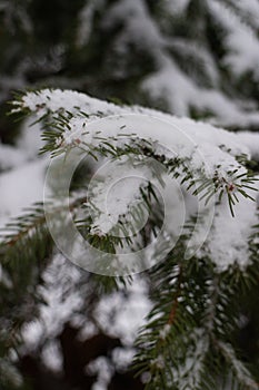 Pine or Christmas tree with snow on the branches