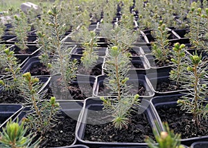 Pine, Christmas trees, junipers in pots and bonsai garden plants in a plant nursery