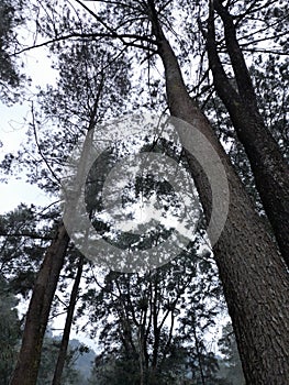 Pine at Cijalu Waterfall West Java Indonesia
