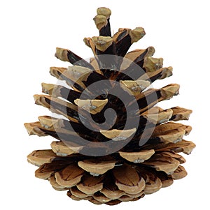 Pine cone