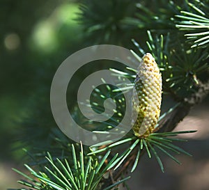 Pine cone