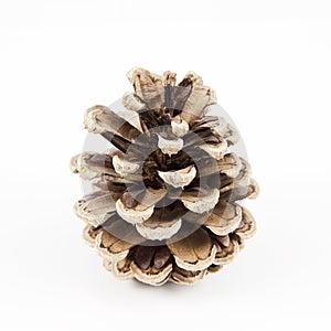 Pine cone