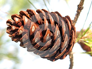 Pine Cone