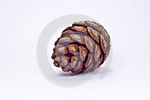 Pine cone