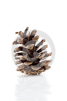 Pine Cone