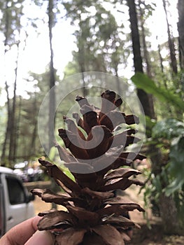 Pine Cone