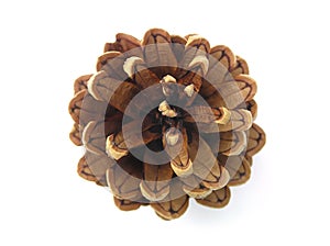 Pine cone