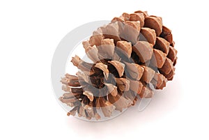 Pine cone photo