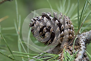 Pine Cone