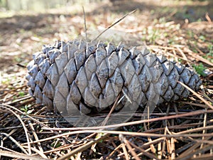 Pine cone