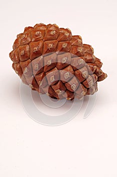 Pine cone