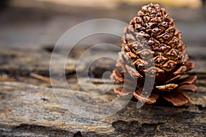 Pine Cone