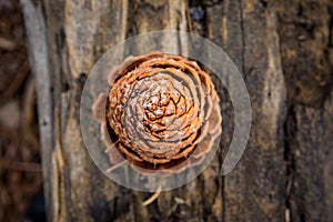 Pine Cone