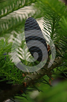 Pine cone abies nordmanniana photo