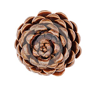 Pine cone from above on white background photo