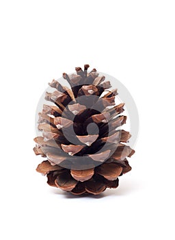 Pine cone