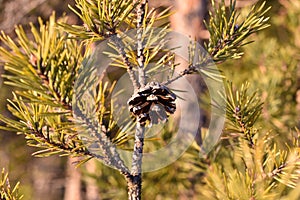 Pine cone that already opened