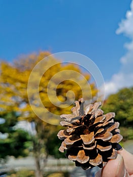 Pine cone with the background of fall maple leaves foliage in orange and green colour in early Autumn in Seoul, South Korea