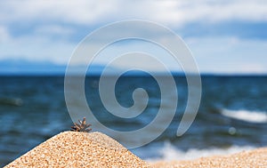 Pine cone on the beach in the sand against the background of the blue sea and sky