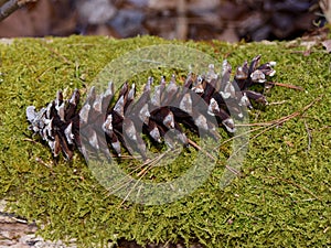 A pine cone on a bed of green sphagnum moss