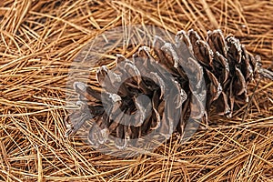 Pine-cone on a bed of needles