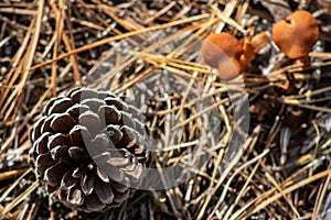 A pine cone on bed of needles with mushrooms, a study in browns