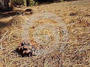 A pine cone on a bed of pine needles in shades of brown