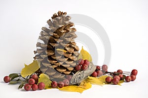 Pine cone with berries