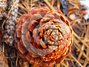 Pine Cone
