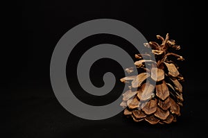 Pine cone on black