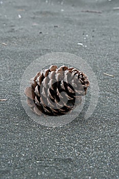 Pine cone on a black sand beach.