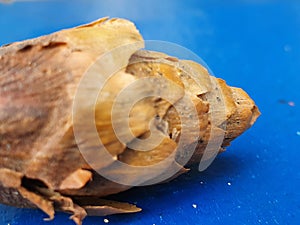 Pine cone on a blue background.