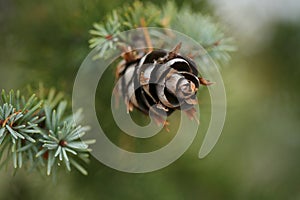 Pine cone on blue spruce