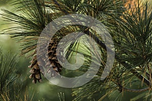 Pine Cone with blurred background