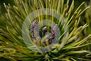 The pine cone boldly defies the thee branch of the evergreen tree with its contrast