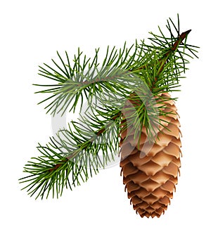 Pine cone with branch