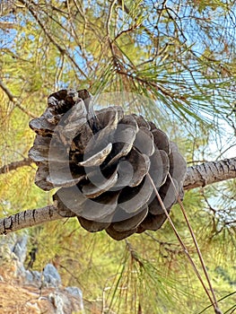 Pine cone branch