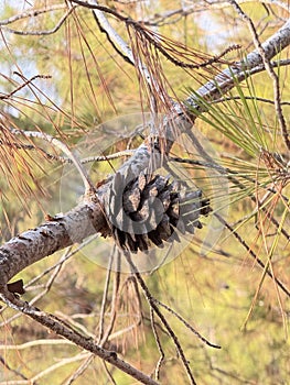 Pine cone branch