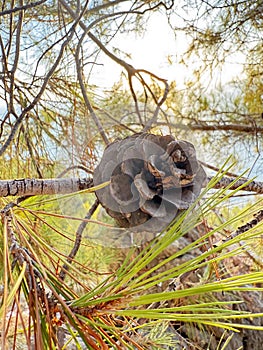 Pine cone branch
